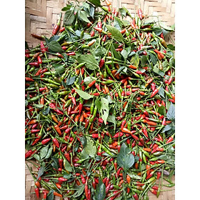 Mua Hạt giống ớt gió ( ớt rừng ) 35 hạt nảy mầm 99%
