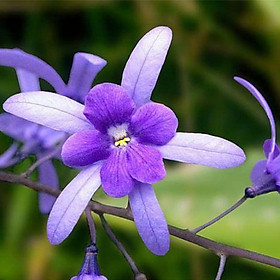 CÂY GIỐNG HOA MAI XANH