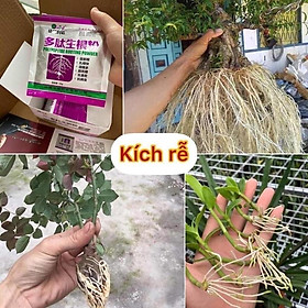 Mua Siêu Kích Rễ