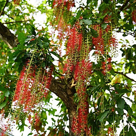 Mua Cây Lộc Vừng Lớn Cao 60-90cm