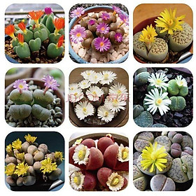 Mua HẠT GIỐNG HOA ĐÁ SỐNG (HOA THẠCH LAM)- 5 HẠT/GÓI- ĐỨC