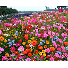 (Gói 300 hạt)Hoa Tổng Hợp( 10 loại hoa ) -Dễ Trồng, Hoa Nở Đẹp-Tổng kho hạt giống giá rẻ