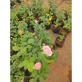 Hoa hồng Ngoại Tezza Hồng Đà Lạt- bầu to cây lớn trưởng thành