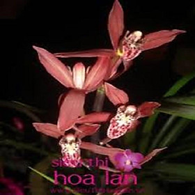 ĐỊA LAN CỌP ĐỎ , HOA NỞ TẾT