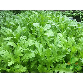 Mua Hạt giống Rau Tần Ô nếp (Cải cúc)  đóng gói 20gr