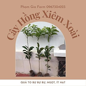Cây giống hồng xiêm xoài trái to bự, ngọt, ít hạt