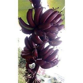Mua CHUỐI ĐỎ DAKAR GIỐNG