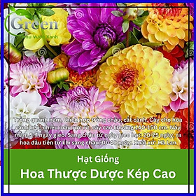 Mua Hạt Giống Hoa Thược Dược Kép Cao Nhiều Màu Mix
