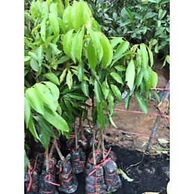 Mua Vải không hạt vị ngọt đậm đà