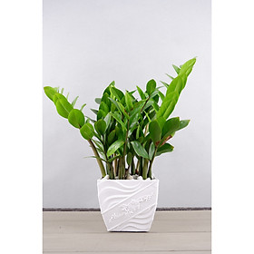 Bộ 2 Chậu Nhựa Trồng Cây Vuông Kiểu Bông Mai Giả Sứ Cao Cấp (13x9.2xH12) Thiết Kế Tinh Xảo, Bền Đẹp Thích Hợp Trồng Cây Cảnh, Cây Ăn Quả, Chất Liệu Nhựa ABS Cao Cấp - Hàng VNXK Châu ÂU