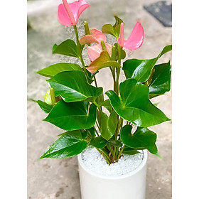 Cây hồng môn kèm chậu và sỏi trang trí