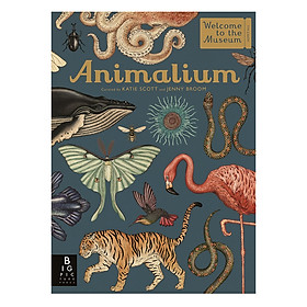 Nơi bán Animalium - Giá Từ -1đ