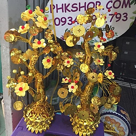 Mua Mai hoa sen  35-40cm cây thành phẩm