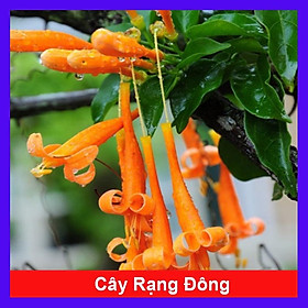 Mua Cây rạng đông ( chùm ớt ) - cây cảnh đẹp + tặng phân bón cho cây