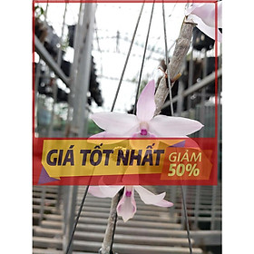 Chậu Lan Phi điệp 5 CÁNH TRẮNG HỒNG MỸ NHÂN