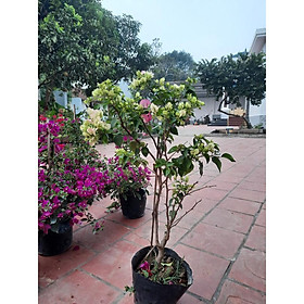 Mua HOA GIẤY THÁI CHẬU TO SẴN HOA SẴN NỤ ĐỦ 6 MÀU ( CÂY CAO 60-75CM)