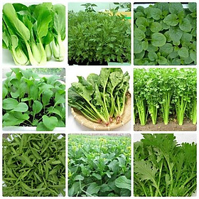 Combo 9 gói hạt giống rau cải dể trồng các loại- tặng 1 phân bón