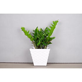 Chậu Nhựa Trồng Cây Mắt Lưới Vuông Để Bàn (13x7.8xH13cm) Trồng Cây Cảnh, Hoa Kiểng, Cây Văn Phòng - Hàng VNXK