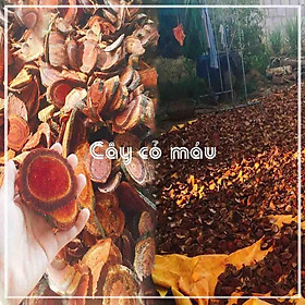 Thảo dược CÂY CỎ MÁ.U khô sạch đóng gói 500gram - congtyduoclieuhonglan