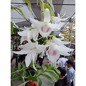 Lan phi điệp 5 cánh trắng PHÙ TRÌ - LAN ĐỘT BIẾN - Hàng var, hoa cực đẹp cực hiếm gieo hạt - Cây Y hình