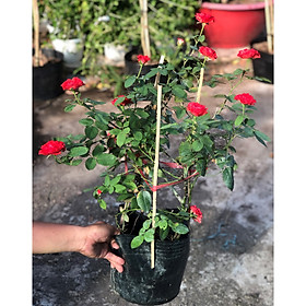 Chậu hoa hồng Pháp size to trồng nơi có nhiều nắng