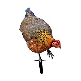 Animal Statue Stakes Realistic Chicken Sculpture for Patio Pathway Lawn Yard