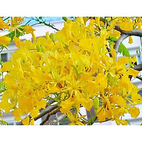 Mua CÂY GIỐNG CÂY HOA PHƯỢNG VÀNG -SIÊU CƯNG