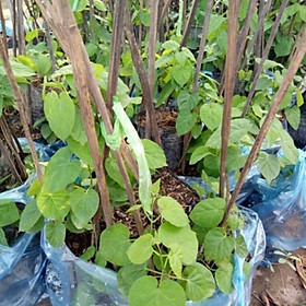 Mua Cây hoa thiên lí + Tặng 01 cây dâu da đất( bòn bon)