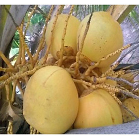 Cây giống Dừa Vàng Tam Quan_Dừa Xiêm Vàng
