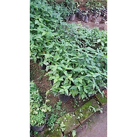 Mua 3 mầu cây lá cẩm trong 1 bầu ươm - Đơn hàng thanh toán trước tặng vòi tưới tự động