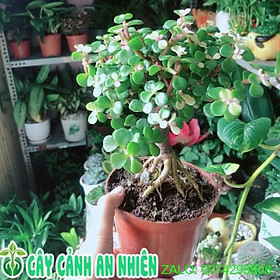 Mua Cây Đô La Cổ Thụ