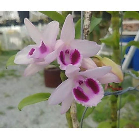 Mua hoa phong lan phi điệp lộc bắc gieo hạt cây đẹp chuẩn giống