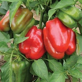 Mua sản phẩm ỚT NGỌT ĐÀ LẠT CÂY ĐANG SẴN QUẢ