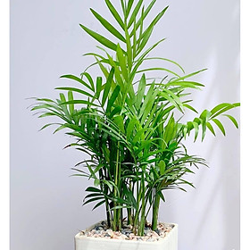 Cây  cao tiểu trâm chậu vuông trắng