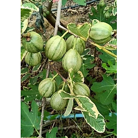 Mua CÂY ỔI CẨM THẠCH