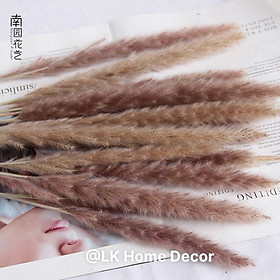 Mua Hoa Khô Bông Lau Khô trang trí bàn làm việc  bàn học  trang trí phòng ngủ  phòng khách  chụp hình