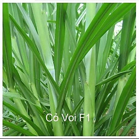 Mua Hạt Giống Cỏ Voi Lai - Gói 500g
