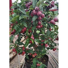 Mua Cây táo đỏ sẵn quả   cây đẹp  giống chuẩn