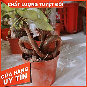 Kim ngân nơ Nhiều Người Mua