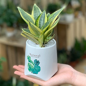 Cây Lưỡi Hổ Thái để bàn