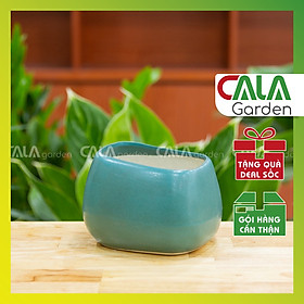 Cây lưỡi hổ thái trồng chậu trang trí phụ kiện đẹp y hình, cây để bàn văn phòng, tạo không gian xanh