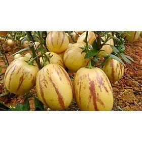 Hạt giống dưa hấu Nam Phi (pepino)