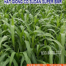 Hạt giống cỏ Sudan Super BMR - Cỏ Ngô (gói 300G) - Hạt Cỏ Chăn Nuôi Gia Súc