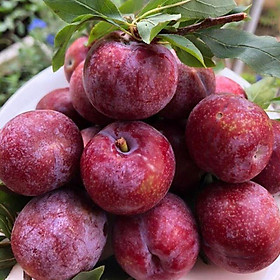 Mua Cây mận hậu Sơn La