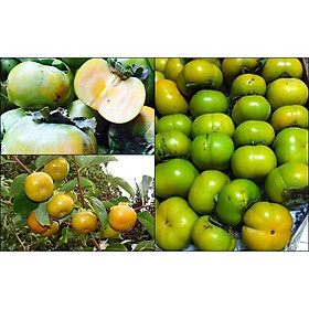 Mua Cây giống hồng giòn Nhật Bản