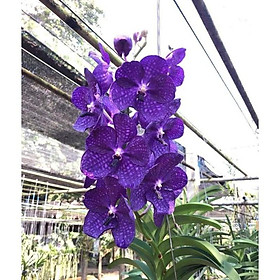 Mua Lan vanda tím trưởng thành sắp hoa