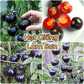 CÀ CHUA BI ĐEN - Siêu Quả, Rất Giòn Ngọt, Giàu Dinh Dưỡng.