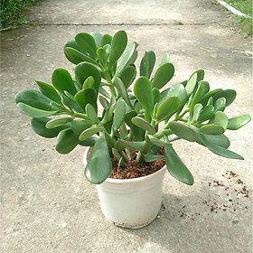 CÂY SEN ĐÁ NGỌC BÍCH,CÂY SEN ĐÁ NGỌC BÍCH + Tặng 01 cây dâu da đất