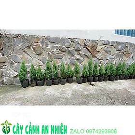 Hình ảnh Cây Tùng Cao 40cm (Cây Sơn Tùng )