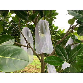 Mua 100 CÁI TÚI BAO  BỌC MÍT THÁI LƯỚI TỐT KÍCH THƯỚC 50*70 -TÚI BAO BỌC TRÁI CÂY